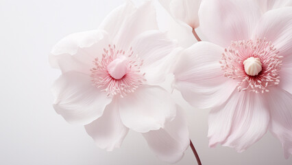 Exquisite Christmas Rose Petals: Captivating Detailed Photography of White, Pink, and Mauve Blooms – Perfect Decor for a Merry Christmas Celebration