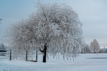 Frozen tree in public park Kumla Sweden