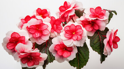 Captivating Christmas Begonia: Vibrant Star-Shaped Blooms in Red, Pink, and White | Merry Christmas Decoration Photography with Detailed Textures and Lush Foliage