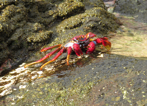 Moorish  Crab or Red Crab. (Grapsus adscensionis). South of Tenerife Island. Canary Islands. Spain. 
