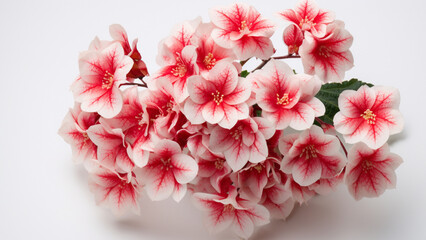 Captivating Christmas Begonia: Vibrant Star-Shaped Blooms in Red, Pink, and White | Merry Christmas Decoration Photography with Detailed Textures and Lush Foliage