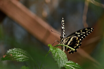 papillon exotique