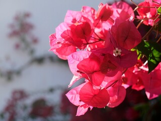 Pinke Bougainvillea Blüten im Sonnenlicht