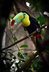 toucan