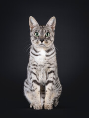 Adult F7 Savannah cat, sitting up straight. Looking straight to camera with light green eyes. Isolated on a black background.