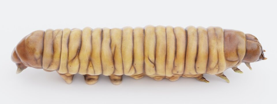 Realistic 3D Render of Wax Worm