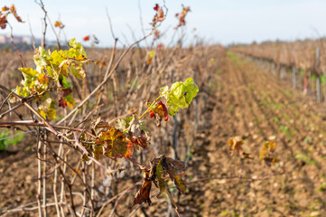 Seasonal Detail pre-Pruning: Autumnal Vine Branch with Trellised Vineyard Blurred.
