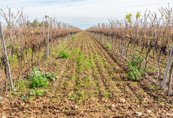 Fototapeta na wymiar Autumn Vineyard: Leafless Trellised Vineyard Before Pruning.