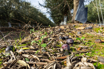 Low-angle Ground View: Ripe Fallen Black Olives with the Olive Grove Blurred in the Background.