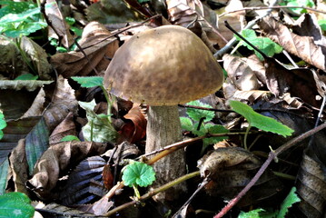 Brown scaber stalk, the rough-stemmed bolete, leccinum, aspen or birch bolete (lat. Leccinum aurantiacum), edible wild mushroom in a forest, fungus of the genus Leccinum, mycology

