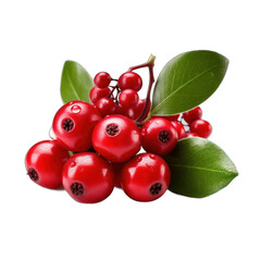 Wintergreen Berries isolated on transparent background
