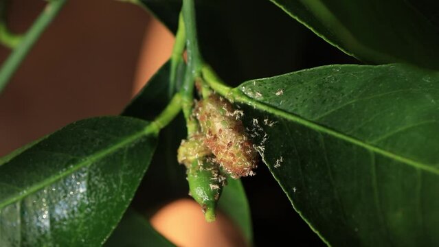 There are a lot of aphids on the bud of the lemon flower. 