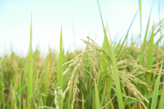 rice plant, rice grain