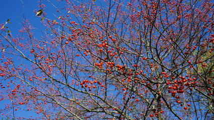 The strings of red fruits full of the branches in autumn