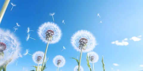 Fotobehang dandelion on blue sky background © Jing