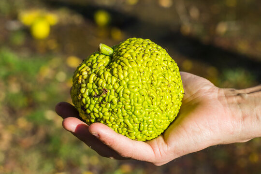 Maclura pomifera, commonly known as the Osage orange 