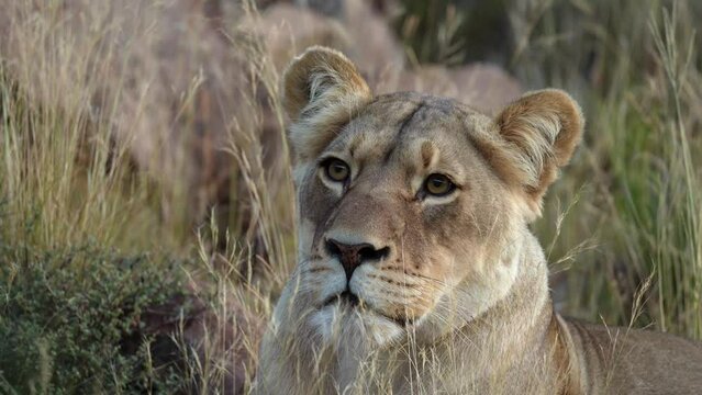 4k 30p footage of a female lion or lioness (Panthera leo) in typical Karoo habitat. Western Cape. South Africa