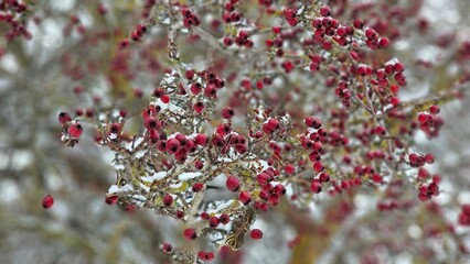 Red hawthorn berries close-up in winter garden, twigs covered with snow, winter natural background
