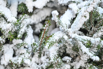 sapin hiver neige