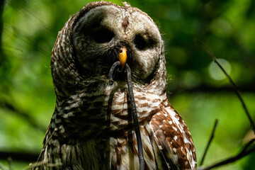 Barred Owl - Florida