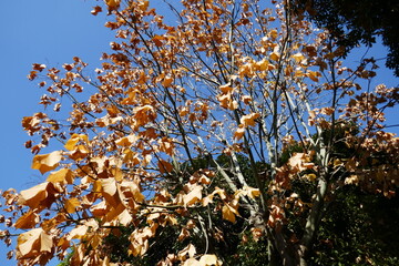 アオギリの紅葉