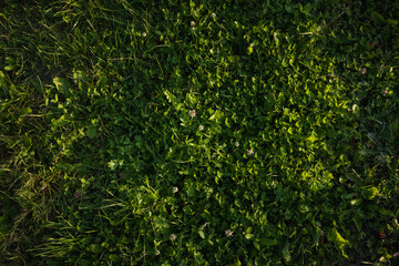 Grass is illuminated by the sunset. Top view