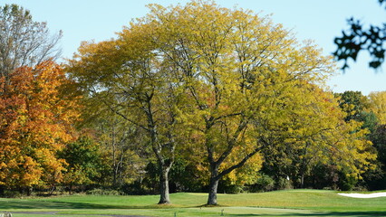 The beautiful autumn view with the colorful trees and leaves in the park