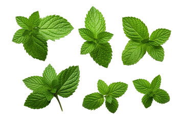 Fresh mint leafs isolated on transparent or white background PNG