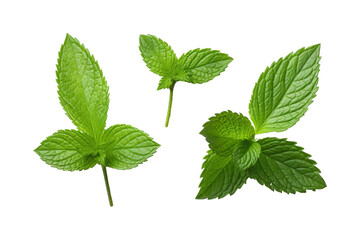 Fototapeta na wymiar Fresh mint leafs isolated on transparent or white background PNG