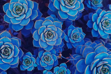 Vibrant Succulent Plants, Colorful and Beautiful, Creating a Nature-Filled Background