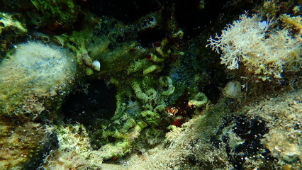 Fototapeta na wymiar Closed calcareous tubeworm or fan worm, plume worm or red tube worm (Serpula vermicularis) undersea, Aegean Sea, Greece, Halkidiki