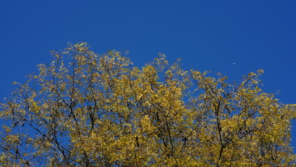 The beautiful autumn view with the colorful trees and leaves in the park