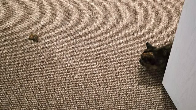 The cat caught the mouse and plays with it. The mouse runs away from the cat. Animal world. A pet. Vole. Playful mood. Cat mousetrap. Funny animals. High quality 4k footage