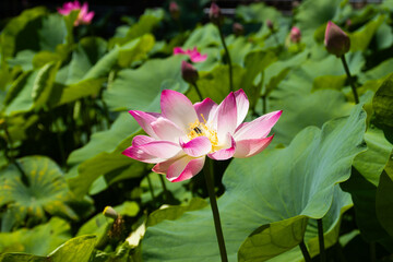 Pink lotus flower in full bloom in the pond