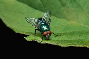 A green shiny fly sitting on a green leaf on a black background