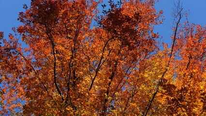The beautiful autumn view with the colorful trees and leaves in the park