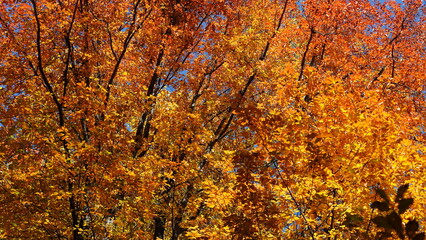 The beautiful autumn view with the colorful trees and leaves in the park