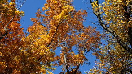 The beautiful autumn view with the colorful trees and leaves in the park