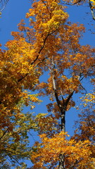 The beautiful autumn view with the colorful trees and leaves in the park