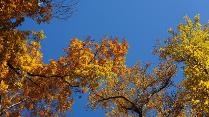 The beautiful autumn view with the colorful trees and leaves in the park