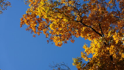 The beautiful autumn view with the colorful trees and leaves in the park