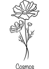 Line art Birth Month Flower of October named Cosmos