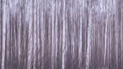 birch forest background with motion blur