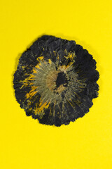 A yellow and black abstract appearing round pressed flower on a yellow background.