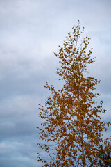 birch tree foliage in autumn with yellow, orange and green leaves
