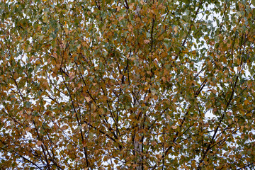 birch tree foliage in autumn with yellow, orange and green leaves