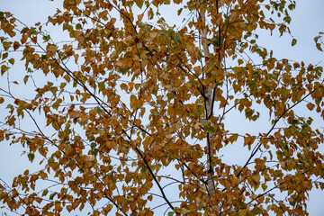 birch tree foliage in autumn with yellow, orange and green leaves