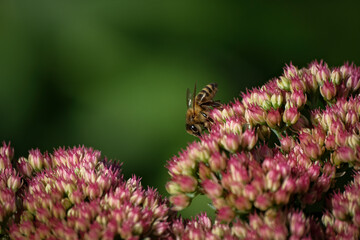 A bee pollinating the flowers of a sedum, fall flowering plant.