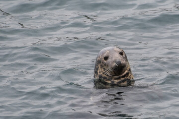 Curious Seal