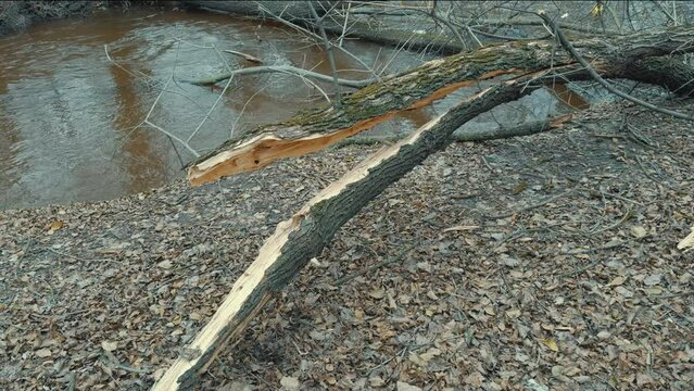Broken, fallen trees on river bank after strong winds and hurricanes.